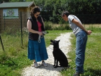 educationcanine-charny_fox-labrador-malinois-06