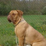 charny-educ_dogue-bordeaux