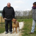 charny-educ_dogue-bordeaux01