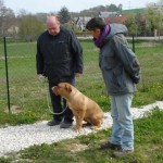 charny-educ_dogue-bordeaux02