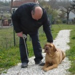 charny-educ_dogue-bordeaux03