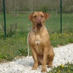 charny-educ_dogue-bordeaux04