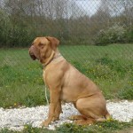 charny-educ_dogue-bordeaux05