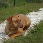 charny-educ_dogue-bordeaux06