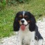 Education Cavalier King Charles