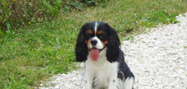 Education Cavalier King Charles