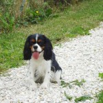 education-canine-charny_cavalier-king-charles04