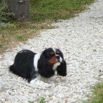 education-canine-charny_cavalier-king-charles05