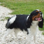 education-canine-charny_cavalier-king-charles06