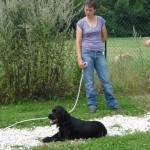 education-canine-charny_education-cocker01