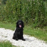 education-canine-charny_education-cocker02