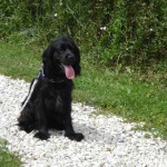 education-canine-charny_education-cocker03