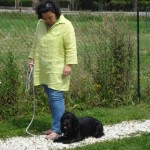 education-canine-charny_education-cocker05