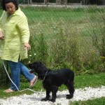 education-canine-charny_education-cocker06