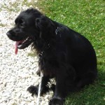 education-canine-charny_education-cocker08