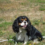 education-canine-charny_Groomy-king-charles-03