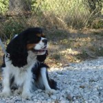 education-canine-charny_Groomy-king-charles-05