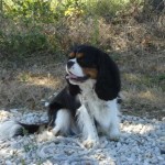 education-canine-charny_Groomy-king-charles-06