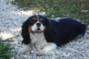 education-canine-charny_Groomy-king-charles-07