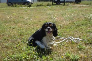 education-canine-charny_Groomy-king-charles-10