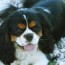 Cavalier King Charles et vie en société