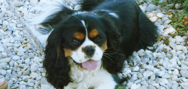 Cavalier King Charles et vie en société