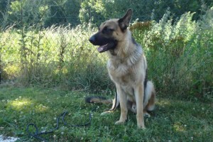 education-canine-charny_berger-allemand-pako-1