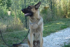 education-canine-charny_berger-allemand-pako-11