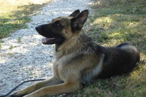 education-canine-charny_berger-allemand-pako-13