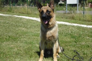 education-canine-charny_berger-allemand-pako-4