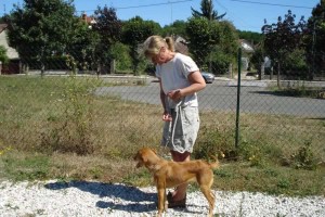 education-canine-charny_muno-chien-jaune01