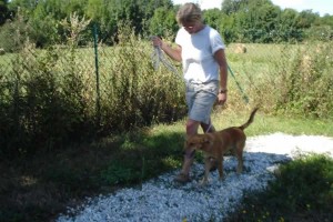 education-canine-charny_muno-chien-jaune02