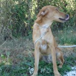 education-canine-charny_muno-chien-jaune04