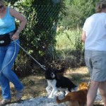 education-canine-charny_muno-chien-jaune06