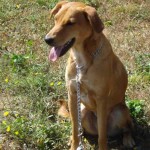 education-canine-charny_muno-chien-jaune10