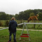 education-canine-charny_agility-02