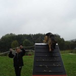 education-canine-charny_agility-04