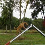 education-canine-charny_agility-08