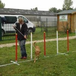 education-canine-charny_agility-13