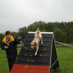 education-canine-charny_agility-14