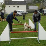 education-canine-charny_agility-15