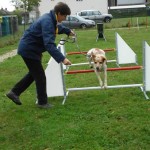 education-canine-charny_agility-16