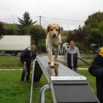 education-canine-charny_agility-17