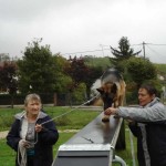 education-canine-charny_agility-18