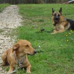 education-canine-charny_cours-collectifs-05