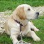 Education du Golden Retriever