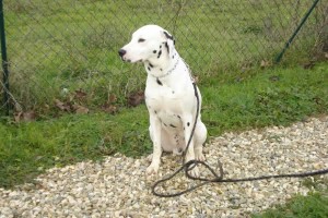 education-canine-charny_hermes-dalmatien-13