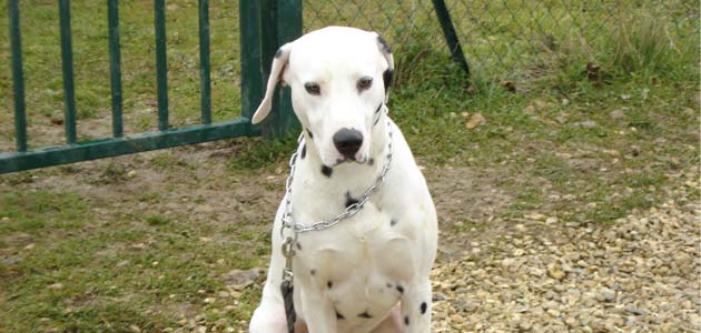 Education du Dalmatien