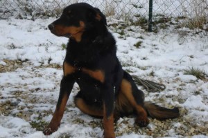 charny-education_beauceron-harmonie_01