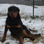 charny-education_beauceron-harmonie_02